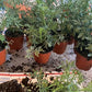 ruda rue Full Plant with Root, GREEN