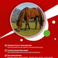 Ivermectin Horse Paste 1.87% – Apple Flavored – 6.08g Tube – for Horses Up to 1250 lb - 1 Pack