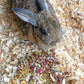 Herbal Forage Rabbit Treat & Hay Topper (2 Ounces): Premium Rabbit Food, Hay for Guinea Pigs Food, Chinchilla Food, Hamster Treat Made with Organic Herbs (10 Ounce)