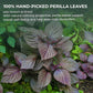 Perilla Leaf Powder (Shiso) - 10.58 oz, 100% Pure Dried Perilla Leaves, Herbal Drink & Culinary Ingredient, Rich in Nutrients, Immunity Supports, No Additives, No Caffeine, Gluten Free