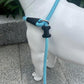Slip Lead Dog Leash，Strong Nylon Rope Leash and Padded Handle,No Pull Outdoor Walking Training Lead for Small Medium Large Dogs(Light Bule, 1/2"×6ft)