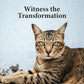 No More Tapeworms in Cats - Dewormer for Cats - 3ml Dropper