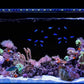 CURRENT USA 48-60" Inch Orbit Marine IC Loop LED Saltwater Reef Marine Aquarium Light with Bluetooth App Control | Wireless Lighting & eFlux Wave Pump Control for Fish Tank (4207)