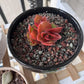 5 lbs Succulent Cactus Soil Potting Mix,1/4 inch Pumice Pebbles Mix Horticultural Lava Rock for Indoor Plants, Bonsai, Orchid