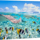 wall26 Canvas Print Wall Art Stingray & Striped Fish Under The Sea Nature Ocean Photography Realism Nautical Scenic Relax/Calm Multicolor Ultra for Living Room, Bedroom, Office - 32"x48"
