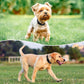 Reflective Dog Collar Padded with Soft Neoprene Breathable Quick Release Basic Dog Collars for Large Dogs Black Boy Girl