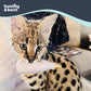 Huxley & Kent Plush Cat Toy - Interactive Catnip Toy for Cats & Kittens - Soft Kitty Toy with Crinkle & Catnip - Fun Indoor Play Toy - Toto's Pawdka