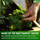 FreshDrinkUS, Premium 35 Parsley Leaf Tea Bags, 100% Natural & Pure from Parsley Leaves. Loose Leaf Parsley Herbal Tea. Made with Natural Material Tea Bags. No Sugar, No Caffeine, No Gluten, Vegan.