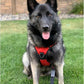 rabbitgoo Dog Harness No Pull with 2 Leash Clips, Adjustable Soft Padded, Reflective Oxford No Choke Pet Vest with Easy Control Handle for Large Dogs, Red, XL