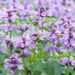 MagJo Naturals Farm Direct Catnip, Freshest Available, Bulk Bag (1 Pound)