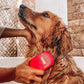 Tuff Pupper Dog Bath Brush, Silicone Pet Hair Remover Brush for Shampooing & Massaging Dogs, Dog Washing Brush with Soft Rubber Bristles Gently Removes Loose & Damaged Fur