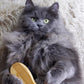 Premium Bamboo Cat Grooming Kit: Cat Brushes for Indoor Cats, Kitten Brush, and Dematting Comb for Long Haired Cats | Bamboo Grooming Supplies with kitten brush