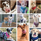 BINGPET Small Dog Harness - Breathable Mesh Puppy Cat Harnesses - No Pull Adjustable Dog Harness Dog Vest Harness for Small and Medium Dogs