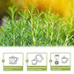 TEARELAE - Rosemary Tea - 1.5g x 50 Count - 100% Pure Rosemary Leaves Tea Bag - Country of Origin Egypt - Aid Digestion & Support Respiratory Health