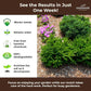 Premium Organic Wood Mulch for Gardens, Landscaping, Potted Plants, and Vegetable Gardens (0.3 CF - 8 L - 9 QTS)