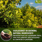 TOG999, Premium 18oz Yerba Mate Tea, Hi-Caffeine, Super-Green Yerba Mate| No Dust| Fresh - Never Aged (Ilex Paraguariensis), Cultivated from Argentina - Rich in Antioxidants and Plant Nutrients.