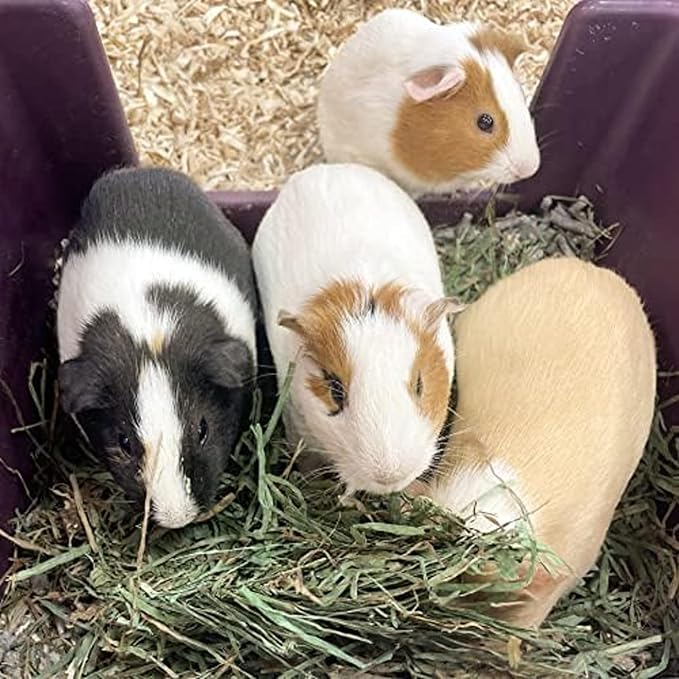 Blue Mountain Hay | Fresh Orchard Grass Hay (24 Ounce) | High Fiber, Soft & Leafy | High-Altitude Hay Pet Food for Rabbits, Guinea Pigs, Chinchillas, Hamsters, and Other Small Pets