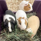Blue Mountain Hay | Fresh Teff Grass Hay (48 Ounce) | Low NSC, High Fiber, Healthy Weight Management | High-Altitude Hay Pet Food for Rabbits, Guinea Pigs, Chinchillas, Hamsters, and Other Small Pets