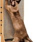 EHEYCIGA Cardboard Cat Scratcher for Indoor Cats, 26.8 Inch L Shaped Vertical Cat Scratching Board with Ball Cat Toy, Large Cat Scratcher Pad, Brown