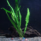 30+ Stems - 8 Species - - Anacharis, Amazon, Rotala, Ludwigia and More!