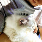 Cat Brush Shedding Grooming, Soft Massage Cat Tongue Brush, Licking Your Cat Like a Mama Cat to Comfort, Surprise Pet Gifts