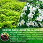 FreshDrinkUS, Premium 55 Jasmine Green Tea Bags, 100% Natural & Pure from Jasmine Green Tea. Jasmine Green Herbal Tea. Made with Natural Material Tea Bags. No Sugar, No Gluten, Vegan.