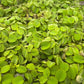 Huge Portion Salvinia Minima Water Spangles Live Floating Aquarium Plant Live Awesome Aquatic