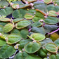 10 Plus Red Root Floater Plants Phyllanthus fluitans Floating Pond Plant Live Aquarium Floating Plants Create Shade and Hiding for Your Fish and Other inhabitants