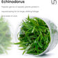 Ultum Nature Systems Live Tissue Culture - Echinodorus 'Reni' (Echinodorus reni) - Easy - Medium to High Light - Red and Green Accent - Midground - 100% Snail Free Grown in-Vitro - Small Cup