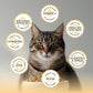 Blackwood Bounty Dry Cat Food, Chicken & Turkey Recipe for All Life Stages, 10 Pound Bag, High Protein, Grain Free