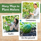 HOME GROWN 𝗨𝗦𝗔 𝗣𝗥𝗘𝗠𝗜𝗨𝗠 Melon Seeds Variety Pack 5 𝗡𝗢𝗡-𝗚𝗠𝗢 Heirloom Vegetable Seeds, Watermelon Cantaloupe Honeydew Sugar Baby & Melon, High Germination for Planting Home Garden Indoors