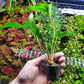 Anubias Live Aquarium Plants - Potted Freshwater Plant for Fish Tanks, Terrariums - Beginner Friendly Low Light (Hastifolia, 1 Pot)