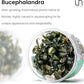 Ultum Nature Systems Live Tissue Culture - Bucephalandra Brownie Phoenix - Easy, Low-Med Light - Dark Green, Red, Purple Accent - Foreground to Midground - 100% Snail Free Grown In-Vitro - Regular Cup