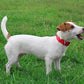 Mikivery Nylon Dog Collar with Quick Release Buckle Soft Adjustable Sturdy for Small Medium Large Dogs Red,M