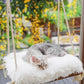 Cat Window Perch - Hammock Bed for Cats Inside - Solid Wood Seat, 4 Strong Suction Cups, Soft Cushion - Rustic Indoor Pet Shelf