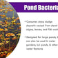 Pondworx Pond Bacteria - Concentrated & Formulated for Large Ponds, Water Features - Safe for Koi - 32ounes & Treats up to a Quarter Acre Pond