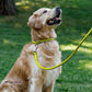 CollarDirect Rolled Leather Dog Collar, Soft Padded Round Puppy Collar, Handmade Genuine Leather Collar Dog Small Large Cat Collars 13 Colors (13-16 Inch, Lime Green Textured)