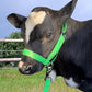 XUANNIAO Easily Adjustable Figure 8 Cow Halter, Double-Ply Premium Livestock Cattle Halters, Colorful Cow Utility Calf Halter with Leading Rope for Miniature Horse Donkey Goat Foal (Medium, Green)