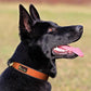 Plutus Pet Tactical Dog Collar, Reflective, Adjustable Heavy Duty Dog Collar, Soft Padded and Comfortable, for Small Medium and Large Dogs (Orange, M)