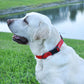 Dogline Biothane Waterproof Dog Collar with Quick Release Buckle Strong Coated Nylon Webbing with Odor- Proof for Easy Care Easy to Clean Fits Small Medium Large Dogs, Red 5/8" W 9-14" L