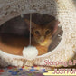 XxingSheep XL Cat Tunnel with Bed for Indoor Cats Peekaboo Cat Cave Donut Toy with Warm Mat,Yellow-Brown