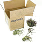 Air Plants - Tillandsia Pruinosa, Large 3-5" - 3ct - Live Arrival Guaranteed - House Plants for Home Decor & Gift