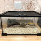 Mini Reptile Glass Terrarium Tank, cage for Tarantula Sling Geckos, Frog, Lizards, Chameleons,Turtles Snake Snail Insect Hermit Crab Isopods Reptiles Enclosure (12x8x6inch)