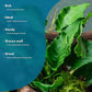 Live Jungle Plants - Anubias Emerald Bloom (Anubias barteri) - Compact Epiphytic Rhizome Plant for Midground Freshwater Aquascapes, Emerald Green Accent - Pot