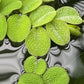 Salvinia Minima 50 + Leaves Live Floating Pond Aquarium Plant Freshwater Tanks Ponds Aquascapes Water Gardens Natural Water Filtration Purifier Easy Care Fast Growing Natural Shade Cover Betta Shrimp