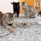 JXFUKAL Cat Feather Toy Refills, 6Pcs Simulation Bird Mouse Bee Worm Feather Cat Lures Wand Attachment Replacement for Kitty Kitten Indoor Cats Accessories
