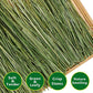 Timothy Hay 1.1LB - Dust Free Natural Green Fresh Food Hay for Rabbits Tortoise Guinea Pig Chinchilla