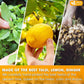 FreshDrinkUS, Premium 35 Tulsi Lemon Ginger Tea Bags, 100% Natural & Pure from Tulsi Holy Basil Leaves, Lemon and Ginger. Made with Natural Material Tea Bags. No Sugar, No Caffeine, Vegan.
