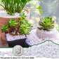 45lb White Cactus Pea Gravel Rocks,1/4 Inch Pebbles for Indoor Plants, Natural Succulent Rock and River Rocks Decorative for Aquariums, Vases, Outdoor Gardening, Top Dressing for Potted Plants