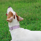 Mikivery Nylon Dog Collar with Quick Release Buckle Soft Adjustable Sturdy for Small Medium Large Dogs Violet,L